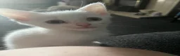 Mixed Breed cats for sale: White kittens - Advert 3