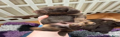 Cockapoo 3