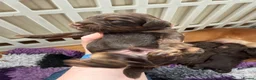 Cockapoo dogs for sale: ⭐ F1 Health tested Cockerpoos⭐ - Advert 8