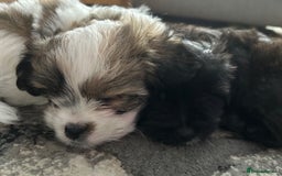 Maltipoo dogs for sale: Maltipoo puppies  - Image 11