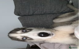Siberian Husky dogs for sale: 9 month Husky Male - Image 3