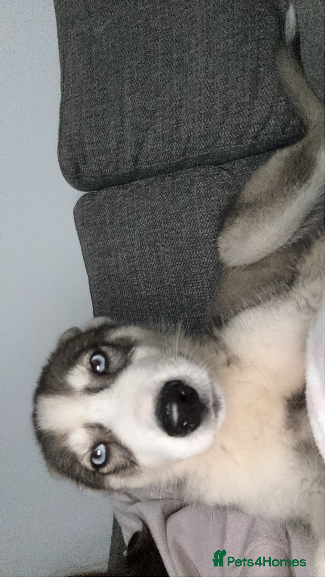 Siberian Husky dogs for sale: 9 month Husky Male - Image 3