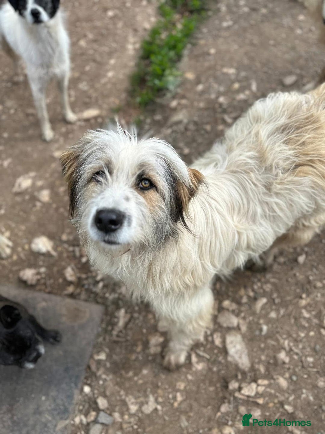 Mixed Breed dogs for adoption: URSA  3 YEARS OF WAITING FOR HER FIRST REAL CHANCE - Advert 5