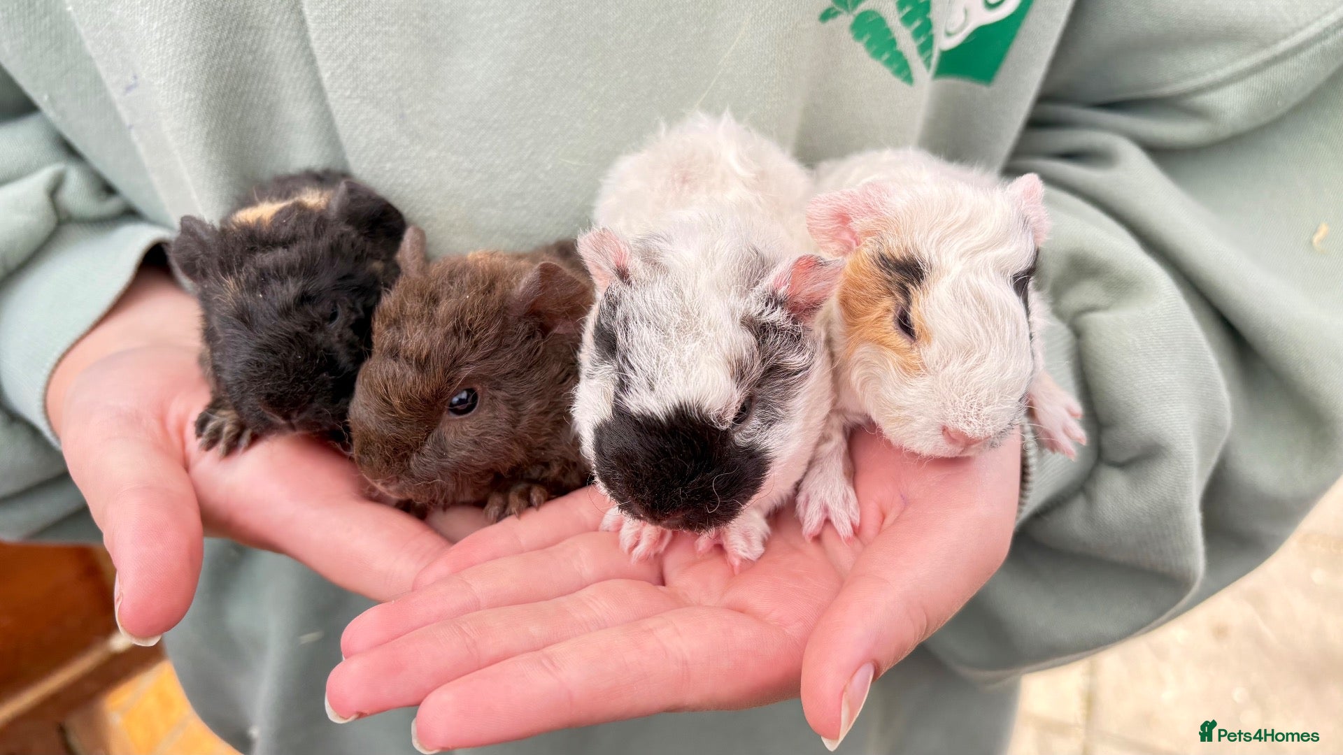 Guinea Pig rodents Baby guineas for sale - Advert 2