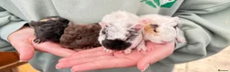 Guinea Pig rodents for sale: Baby guineas for sale - Advert 2