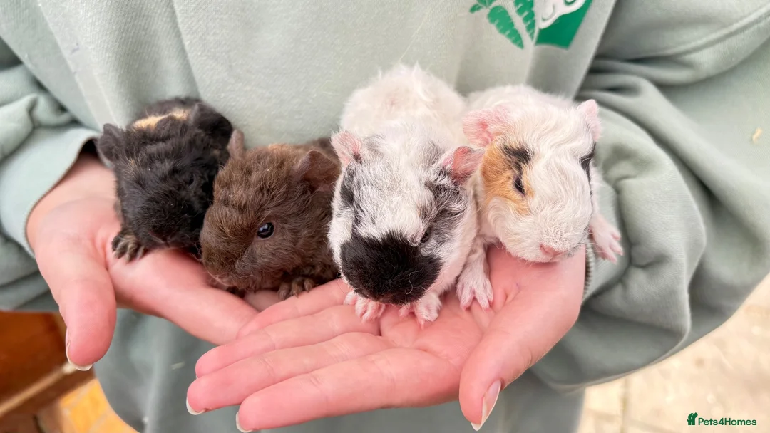 Guinea Pig rodents for sale: Baby guineas for sale - Advert 2
