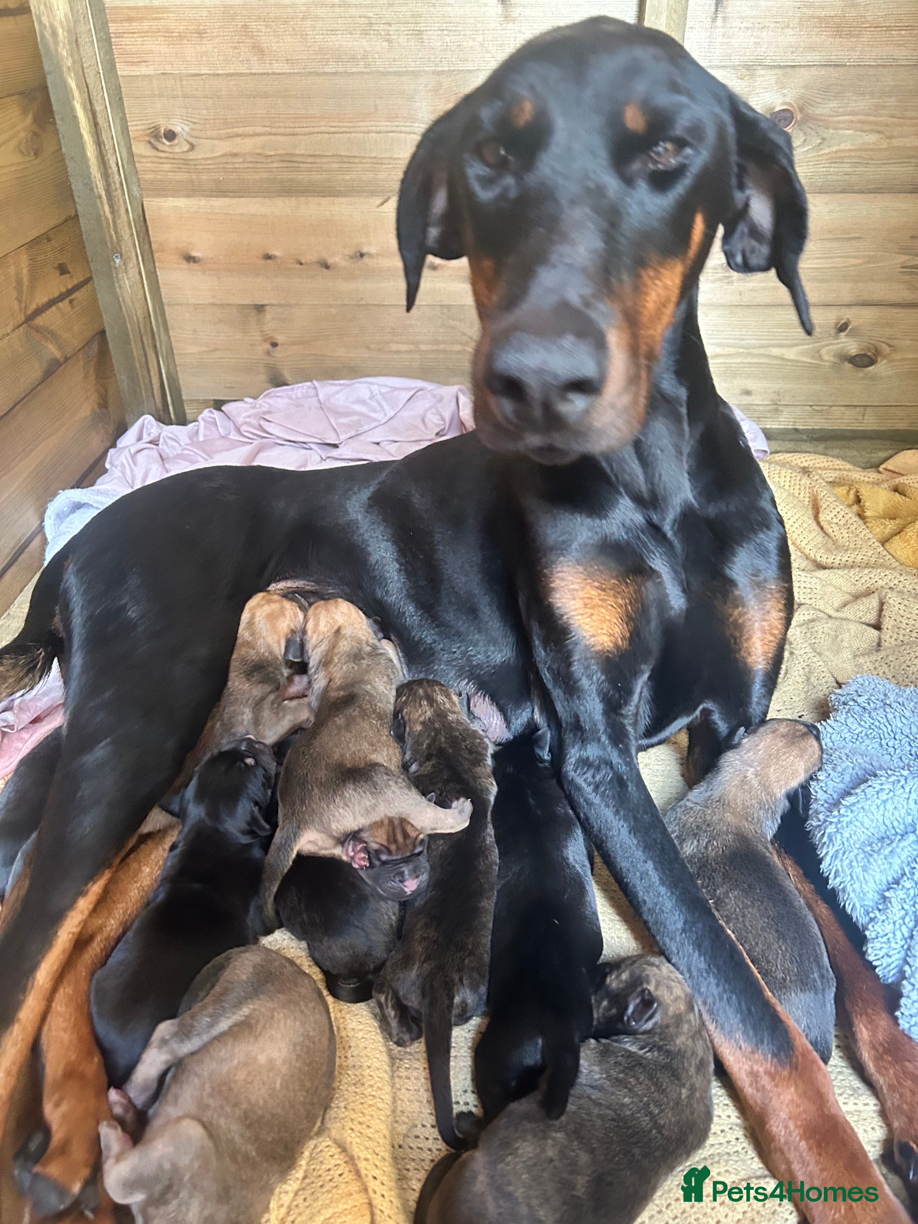 Mixed Breed dogs Doberman x cane corso  - Advert 13