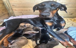 Mixed Breed dogs for sale: Doberman x cane corso  - Image 1