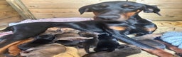 Mixed Breed dogs for sale: Doberman x cane corso  - Advert 1