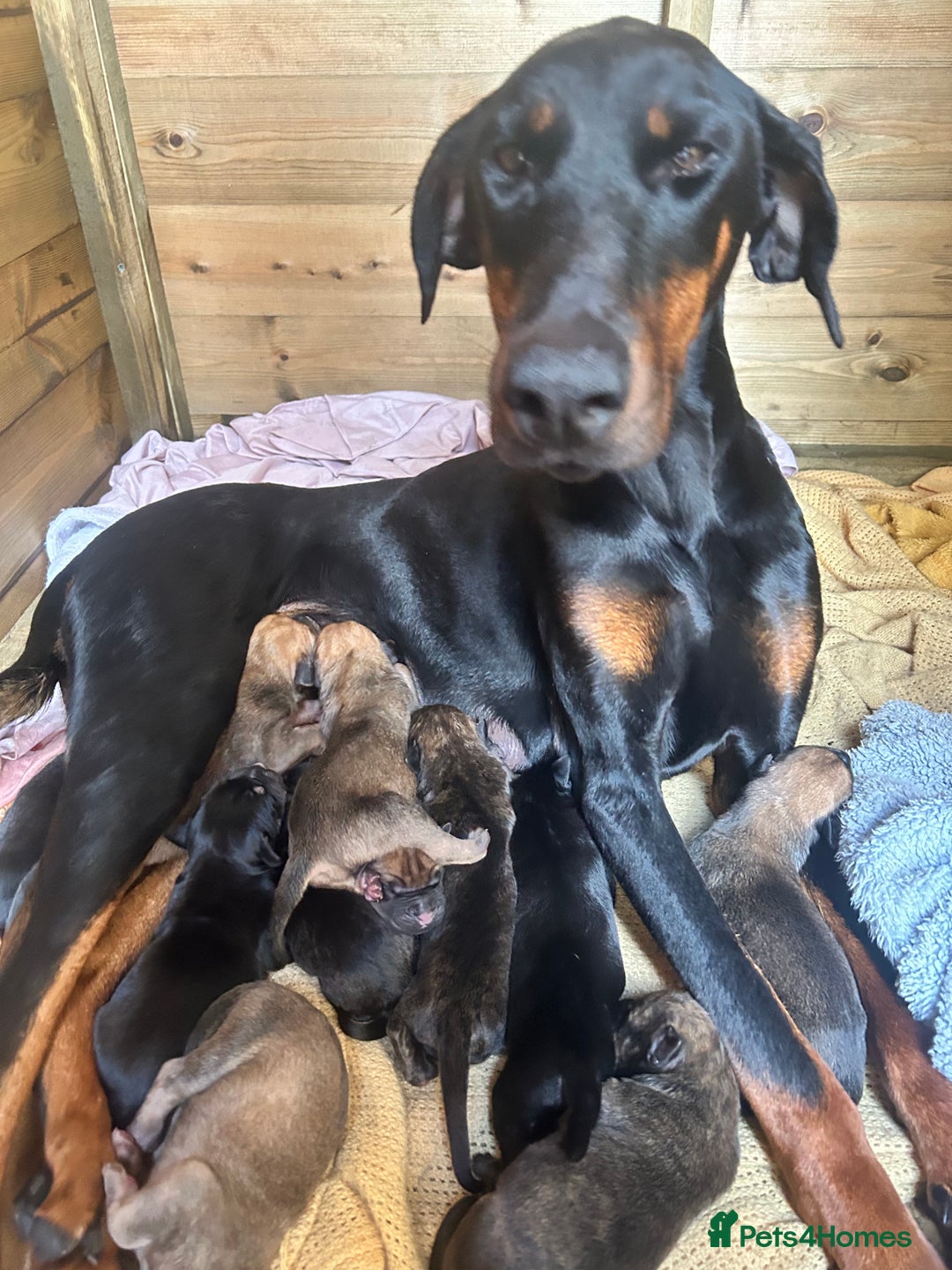 Mixed Breed dogs for sale: Doberman x cane corso  - Image 1