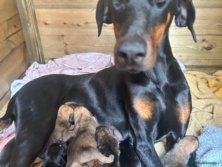 Mixed Breed dogs - Advert 6