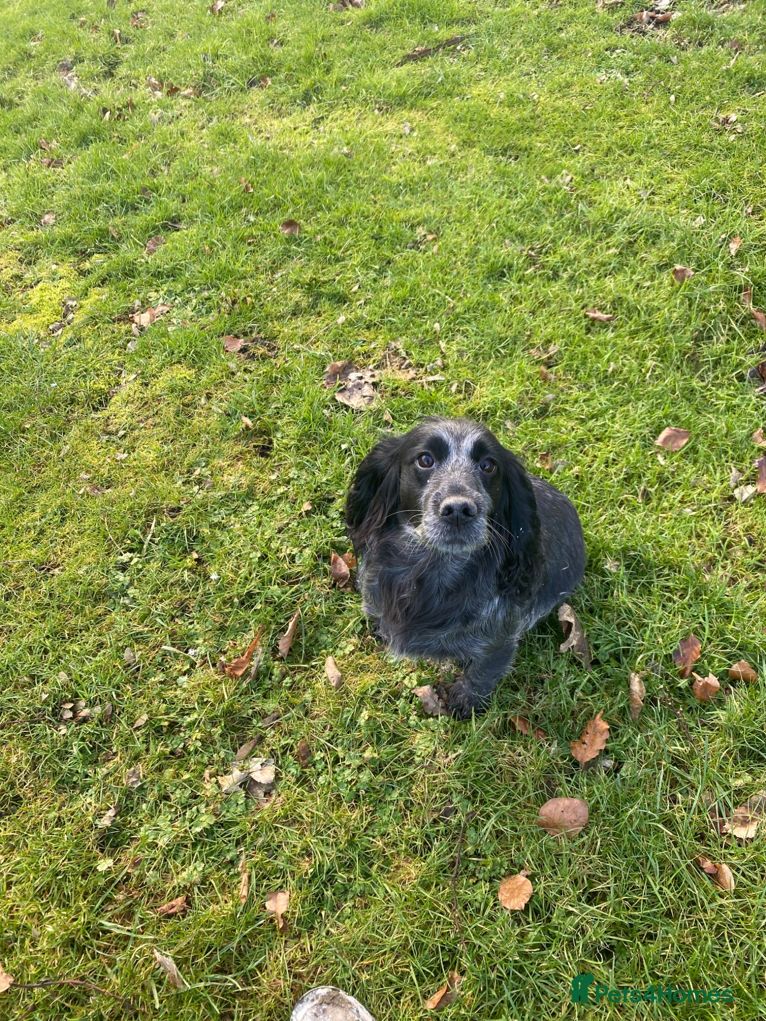 Cocker Spaniel dogs Cocker spaniel puppies - Advert 1