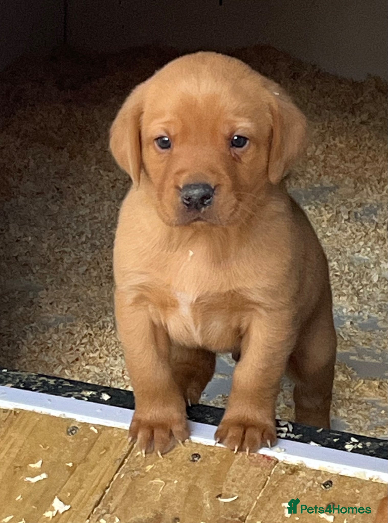 Labrador Retriever dogs Stunning Health Tested Working Bred Labrador Pups - Advert 1