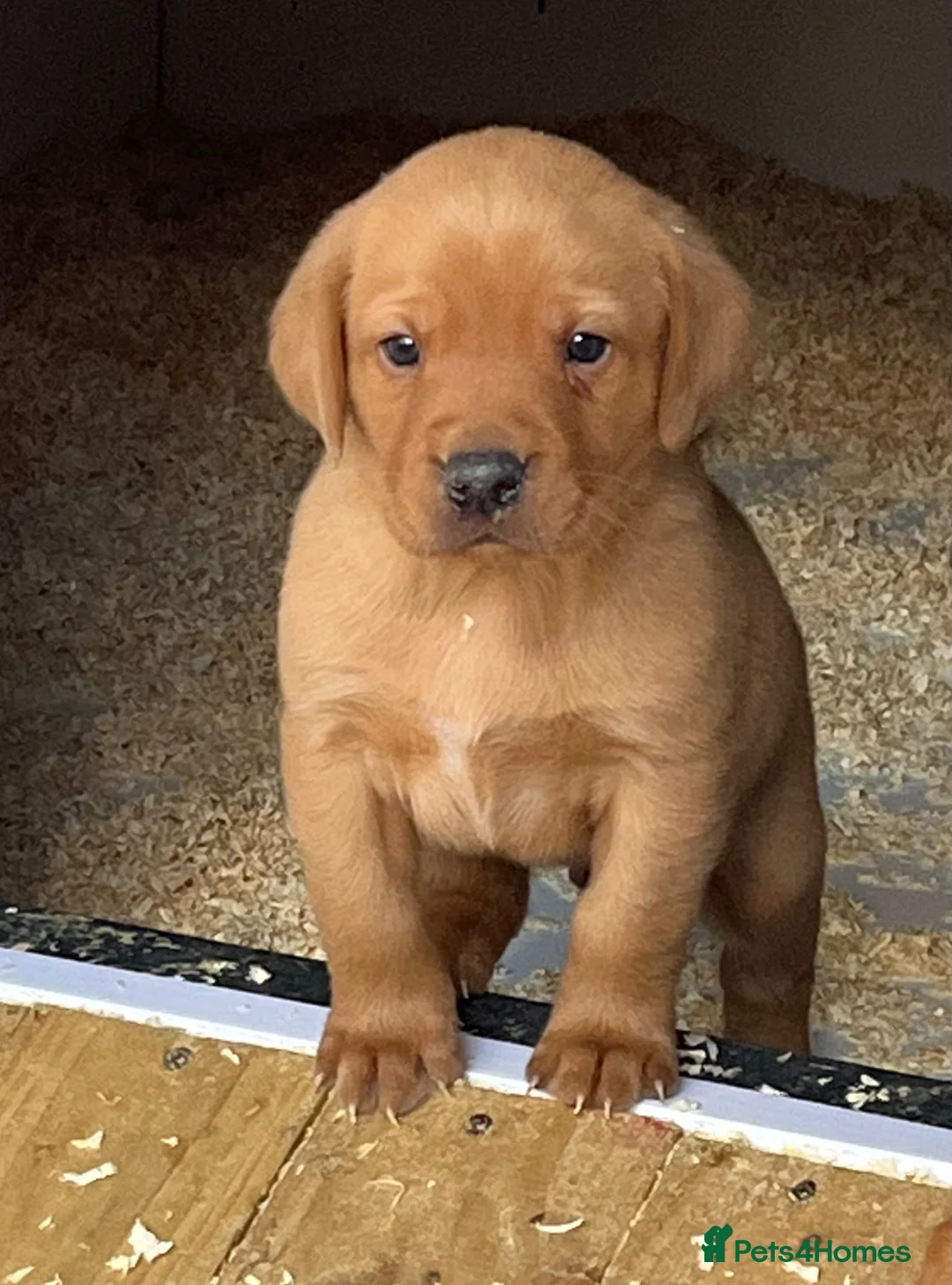 Labrador Retriever dogs for sale: Stunning Health Tested Working Bred Labrador Pups - Advert 1