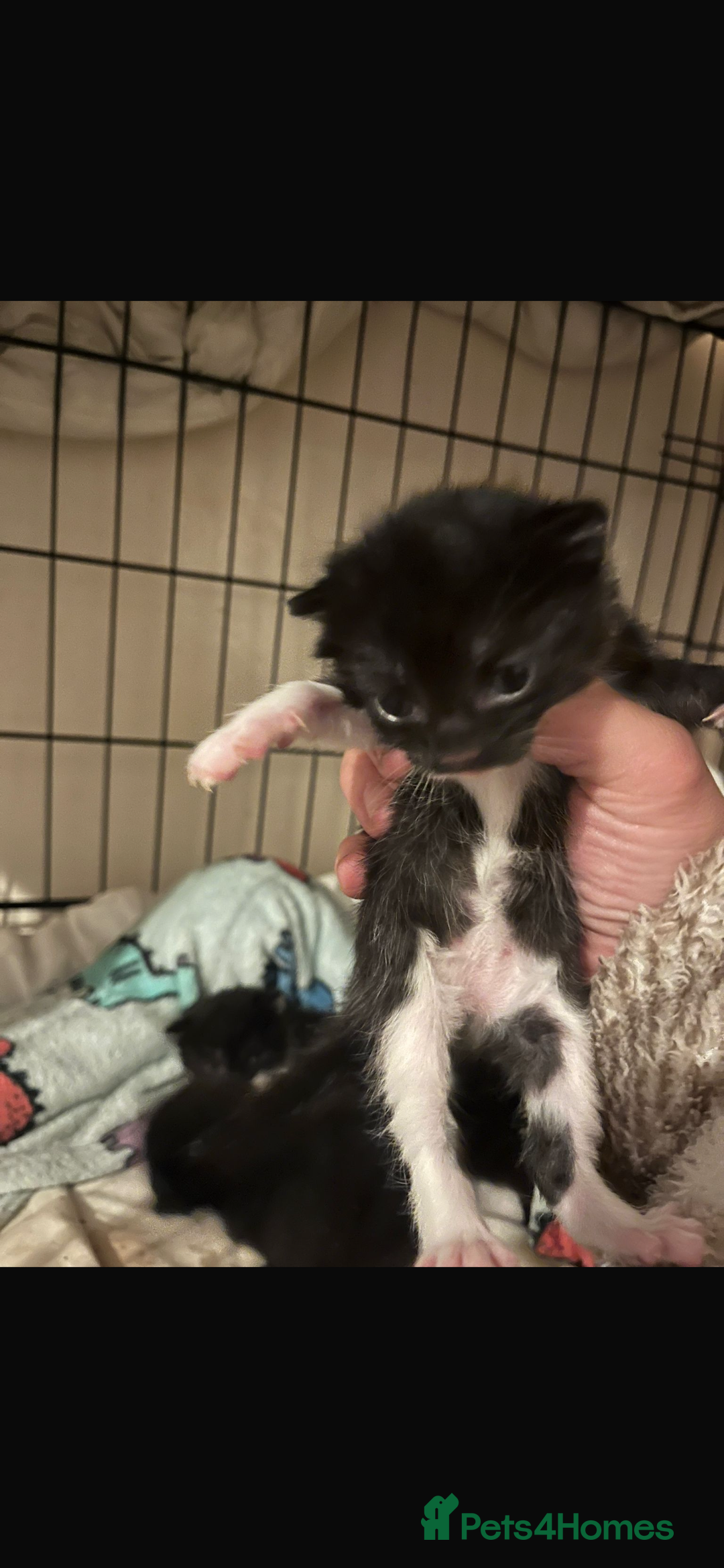 Domestic Shorthair cats for sale: Beautiful kittens - Image 8