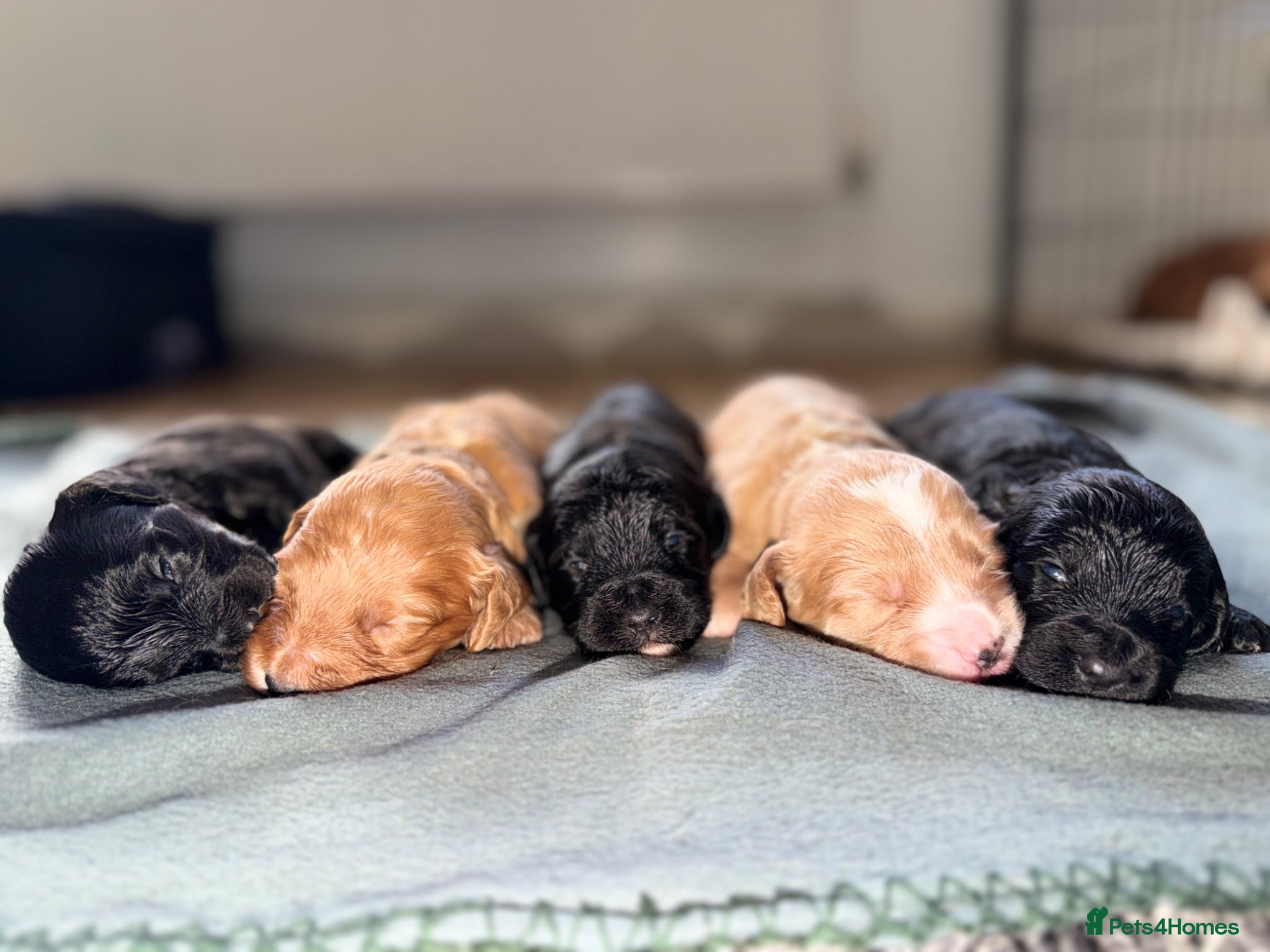 Cockapoo dogs for sale: STUNNING F1 cockapoo puppies  - Advert 9