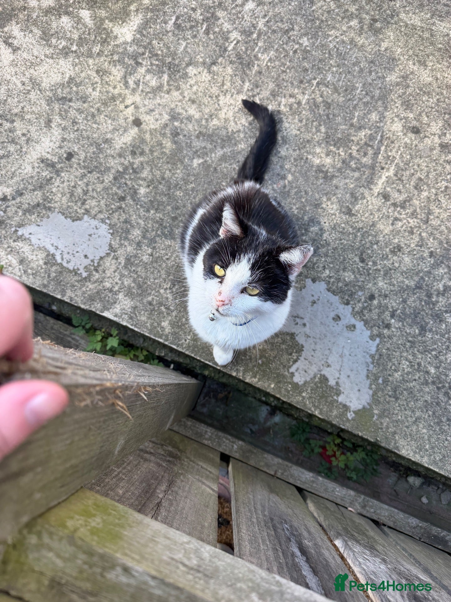 Mixed Breed cats Rehoming cat - Advert 5