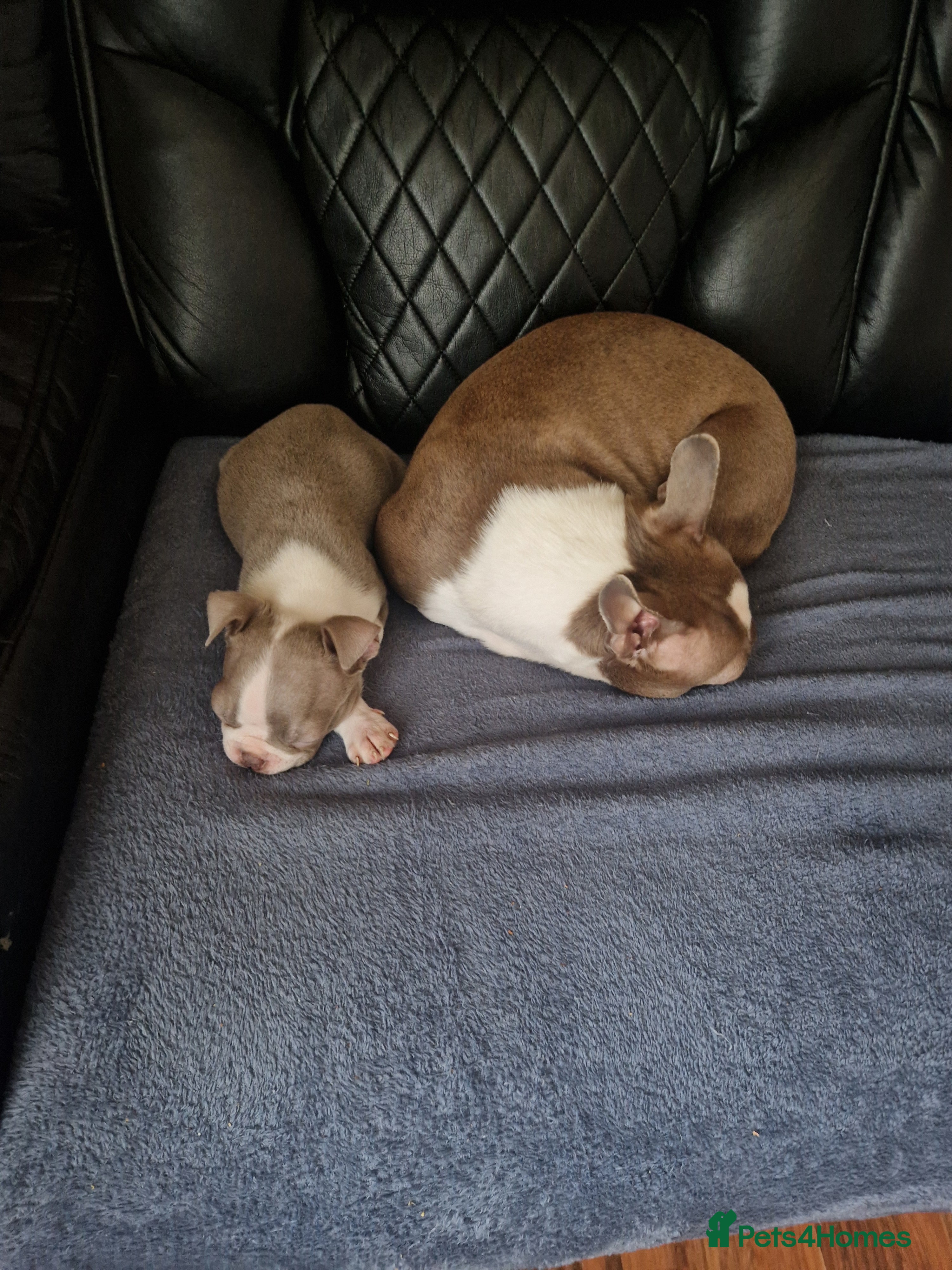 Boston Terrier dogs Stunning KC Champagne boston bitch for sale  - Advert 1