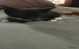 American Shorthair cats for sale: Adorable Kittens Looking for a Loving Home 🐾❤️ - Image 4