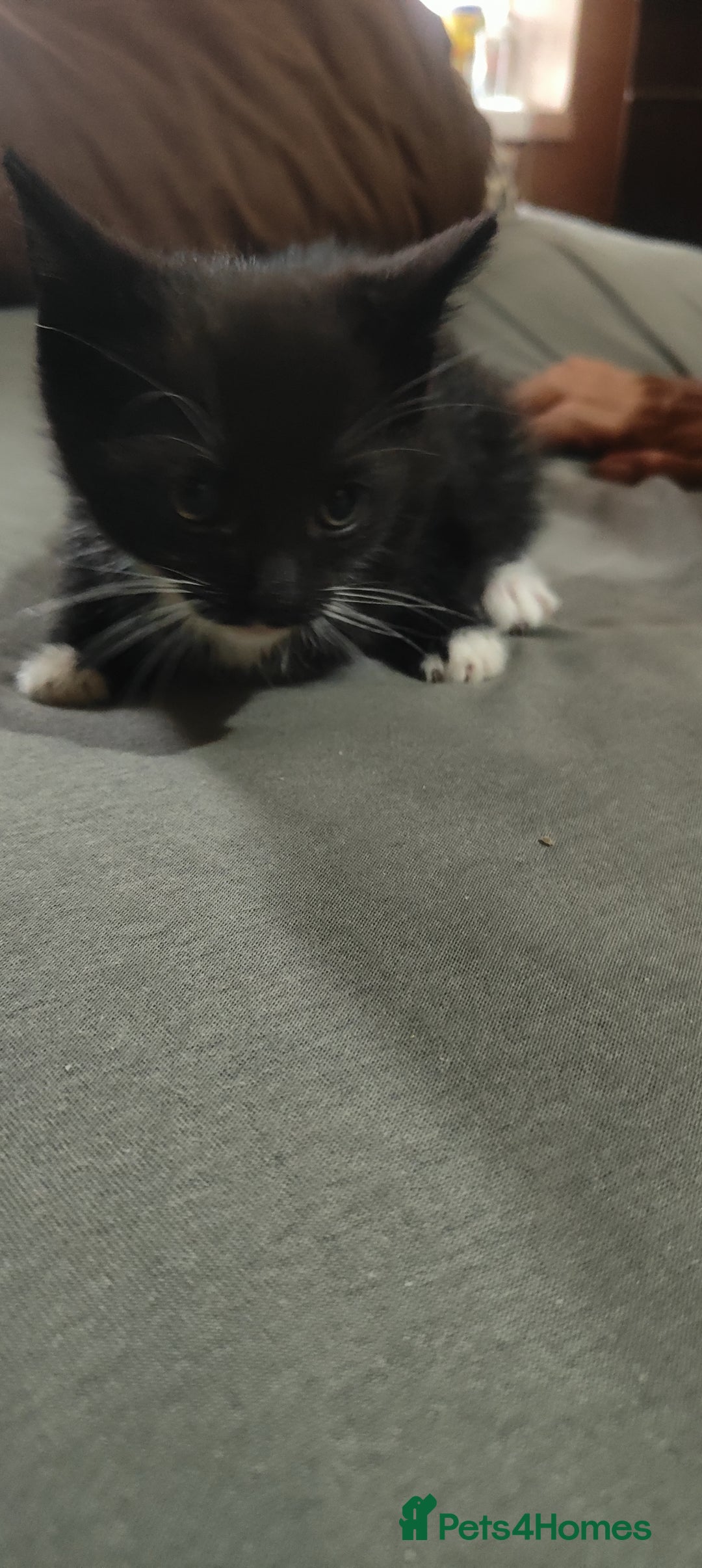 American Shorthair cats for sale: Adorable Kittens Looking for a Loving Home 🐾❤️ - Image 4
