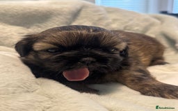 Shih Tzu dogs for sale: 🐾 Beautiful Shih Tzu Puppies🐾 - Image 14