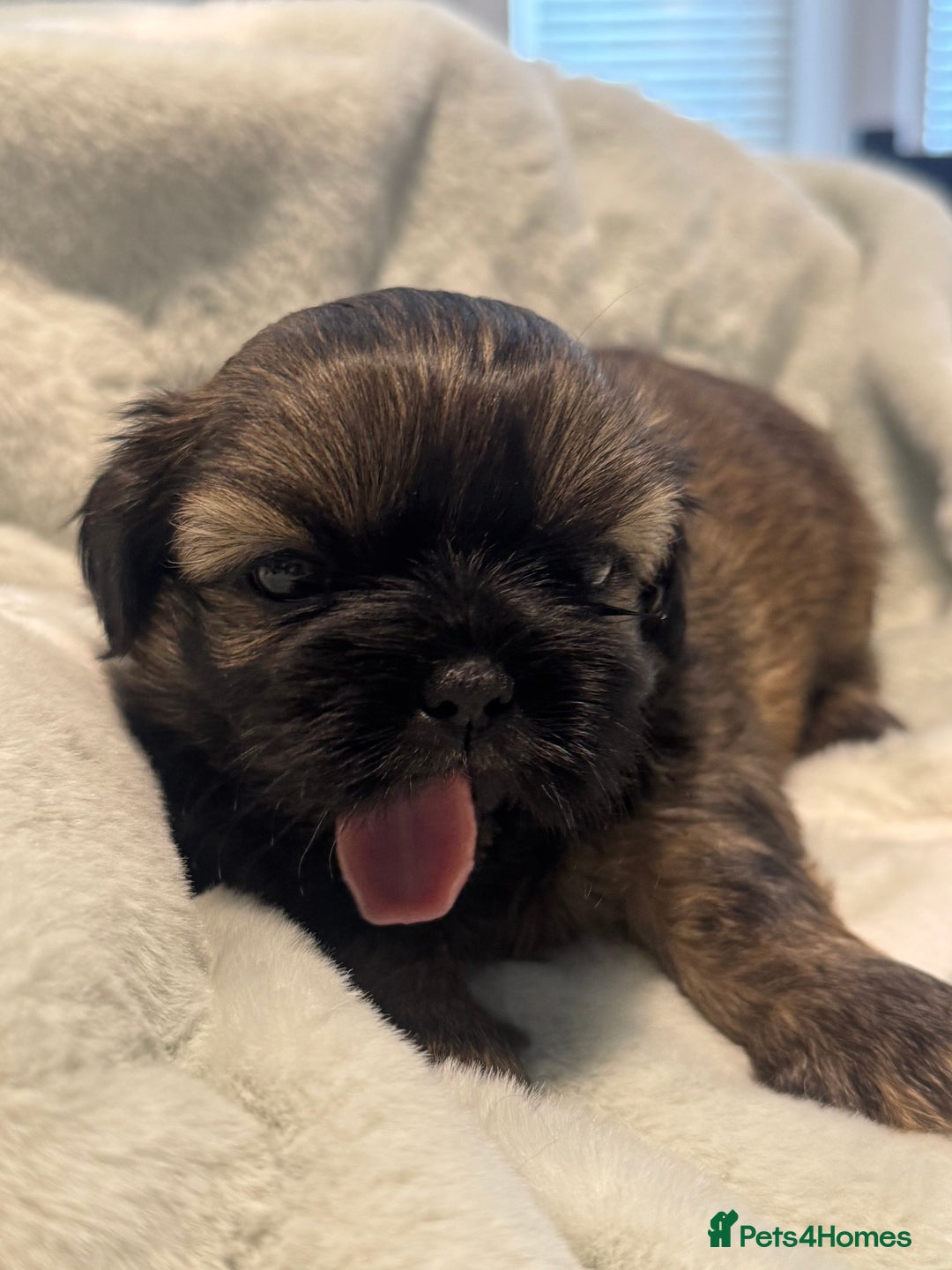 Shih Tzu dogs for sale: 🐾 Beautiful Shih Tzu Puppies🐾 - Image 14