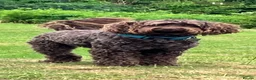 Australian Labradoodle dogs for sale: Multigenerational Australian Labradoodle puppies  - Advert 6