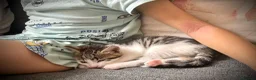 Ragdoll cats for sale: 🐾 Exceptional Ragdoll × Bengal Kittens 🐾 - Advert 9