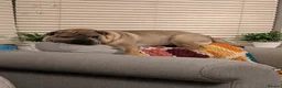 Shar Pei dogs for sale: Beautiful litter of Shar Pei Puppies  - Advert 13