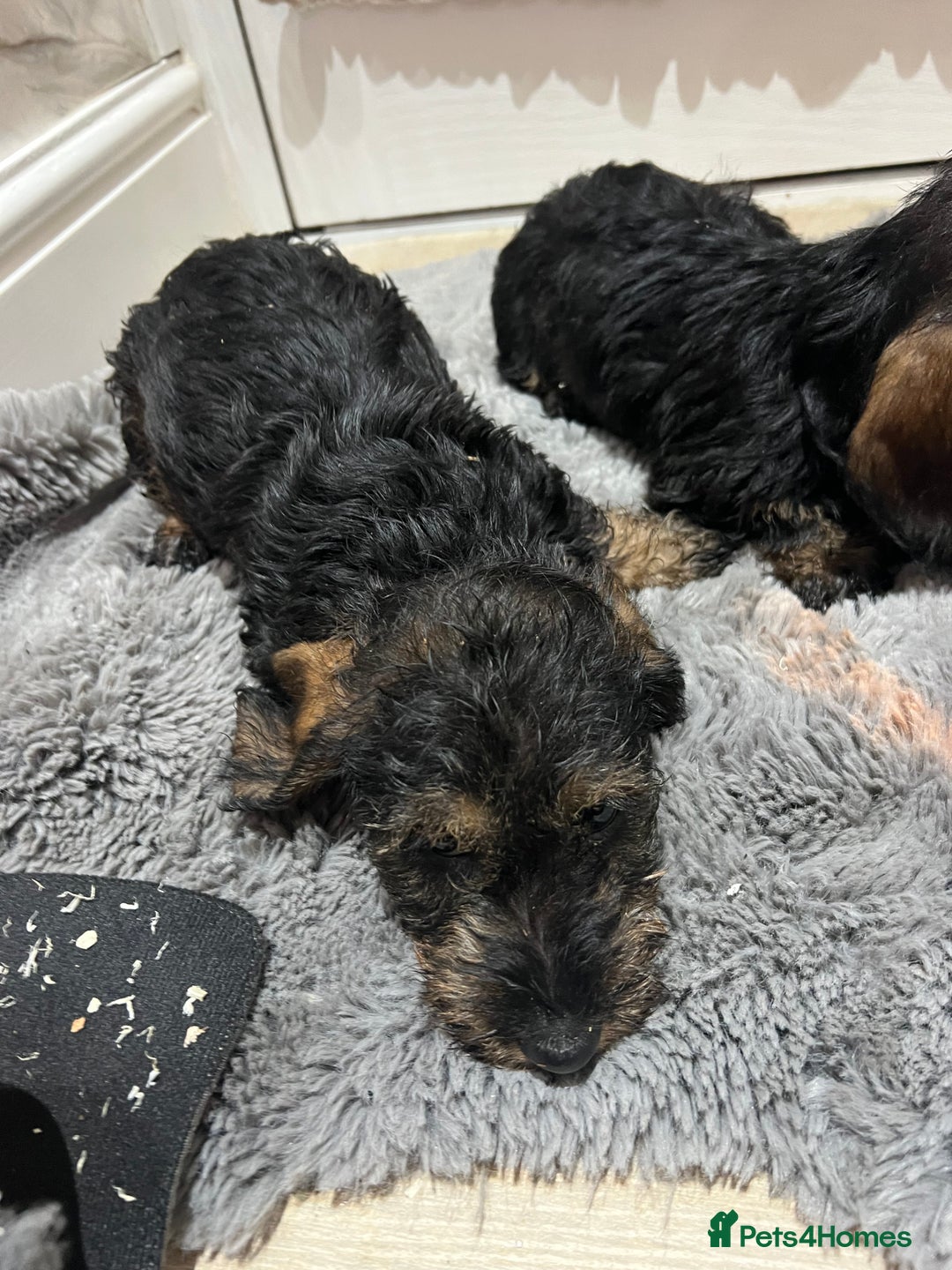 Dachshund dogs for sale: Miniature soft haired dachshunds - Advert 4