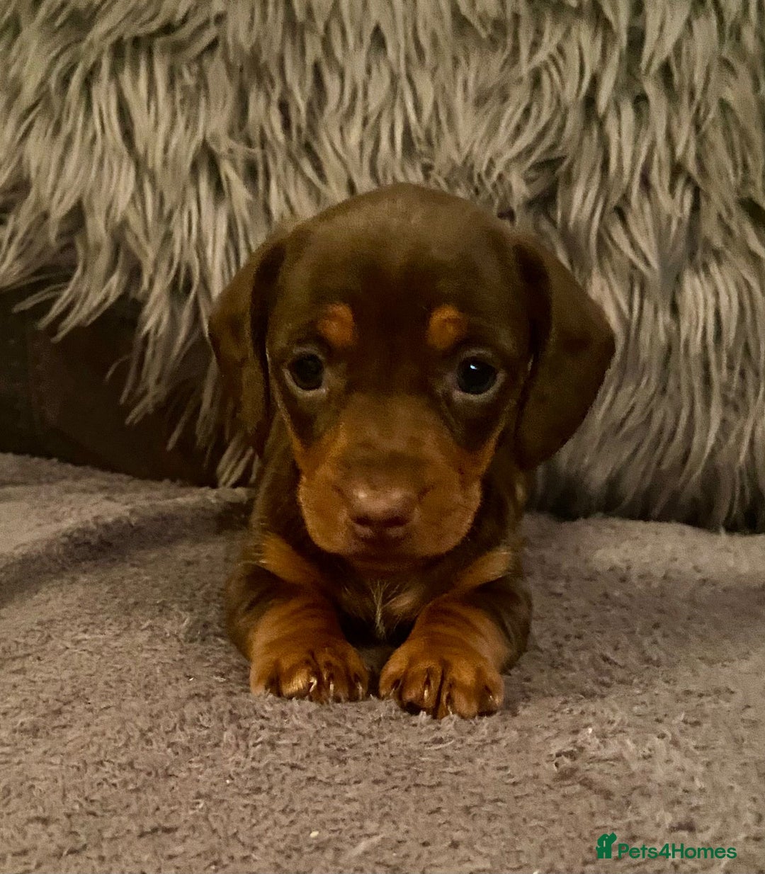 Miniature Dachshund dogs for sale: Stunning Miniature Daschund - Advert 9