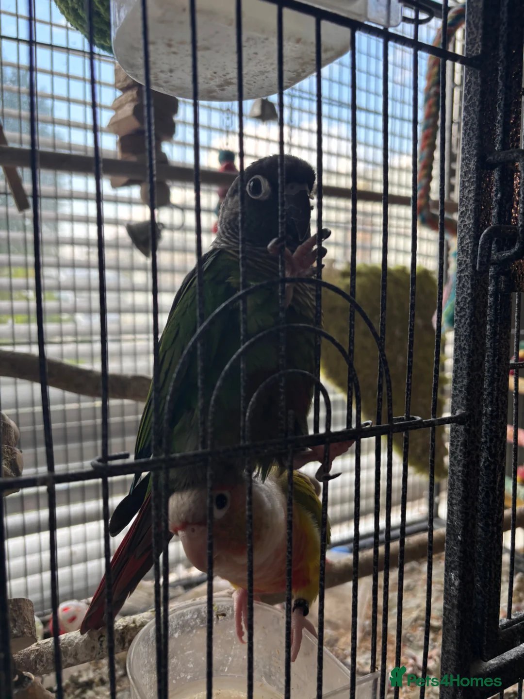 Conures birds for sale: Bonded pair of conures  - Advert 2
