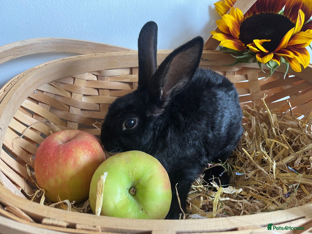 Mixed Breed rabbits for sale: Mixed breed bunnies for sale £30 each - Image 3