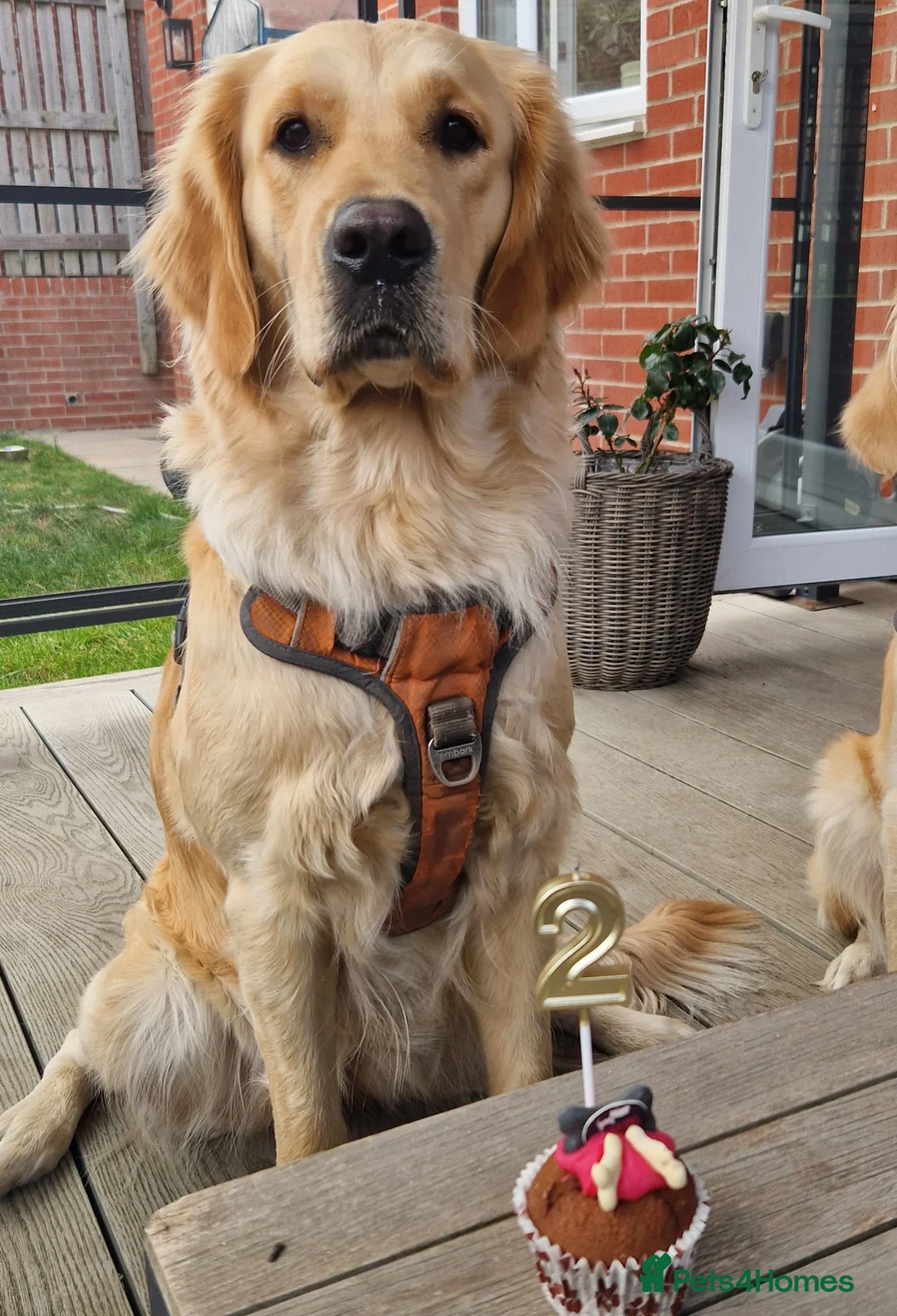 Golden Retriever dogs for sale: Golden Retriever puppies- 3 weeks old - Advert 3