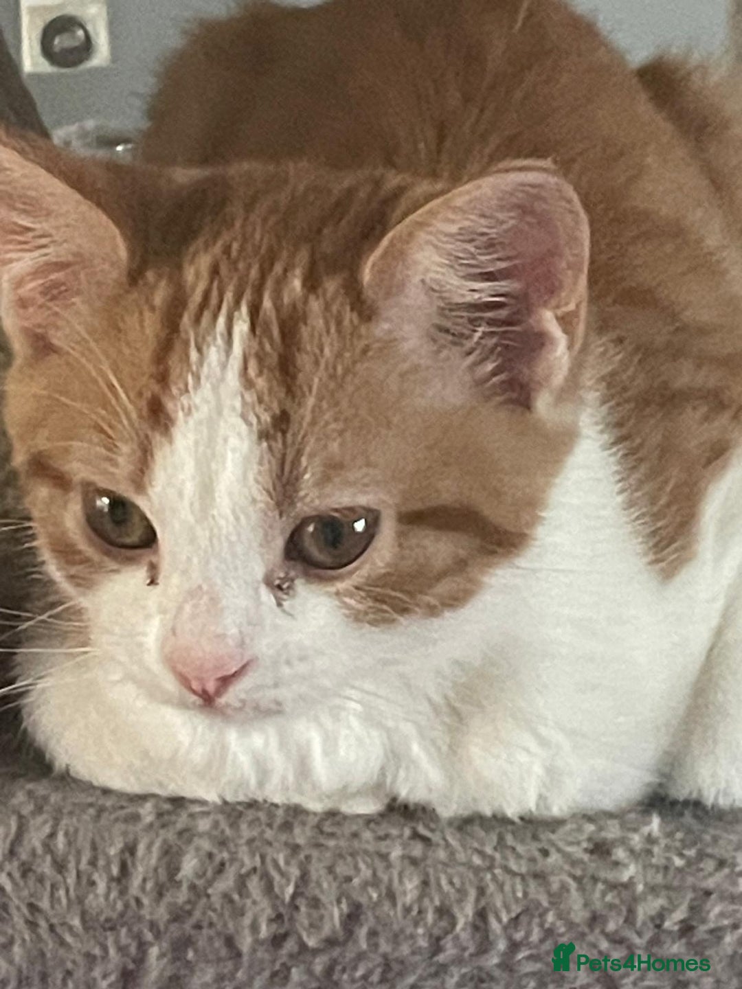 Mixed Breed cats for sale: Ready Now, 3 Loving, Playful Ginger Kittens - Advert 7