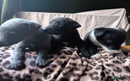 Whippet dogs for sale: 2 whippet pups left ( 1 bitch & 1 boy) - Image 9
