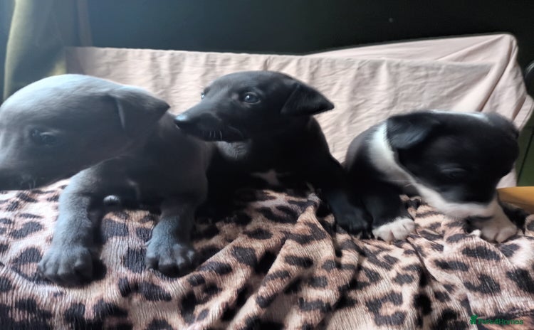 Whippet dogs - Advert 1