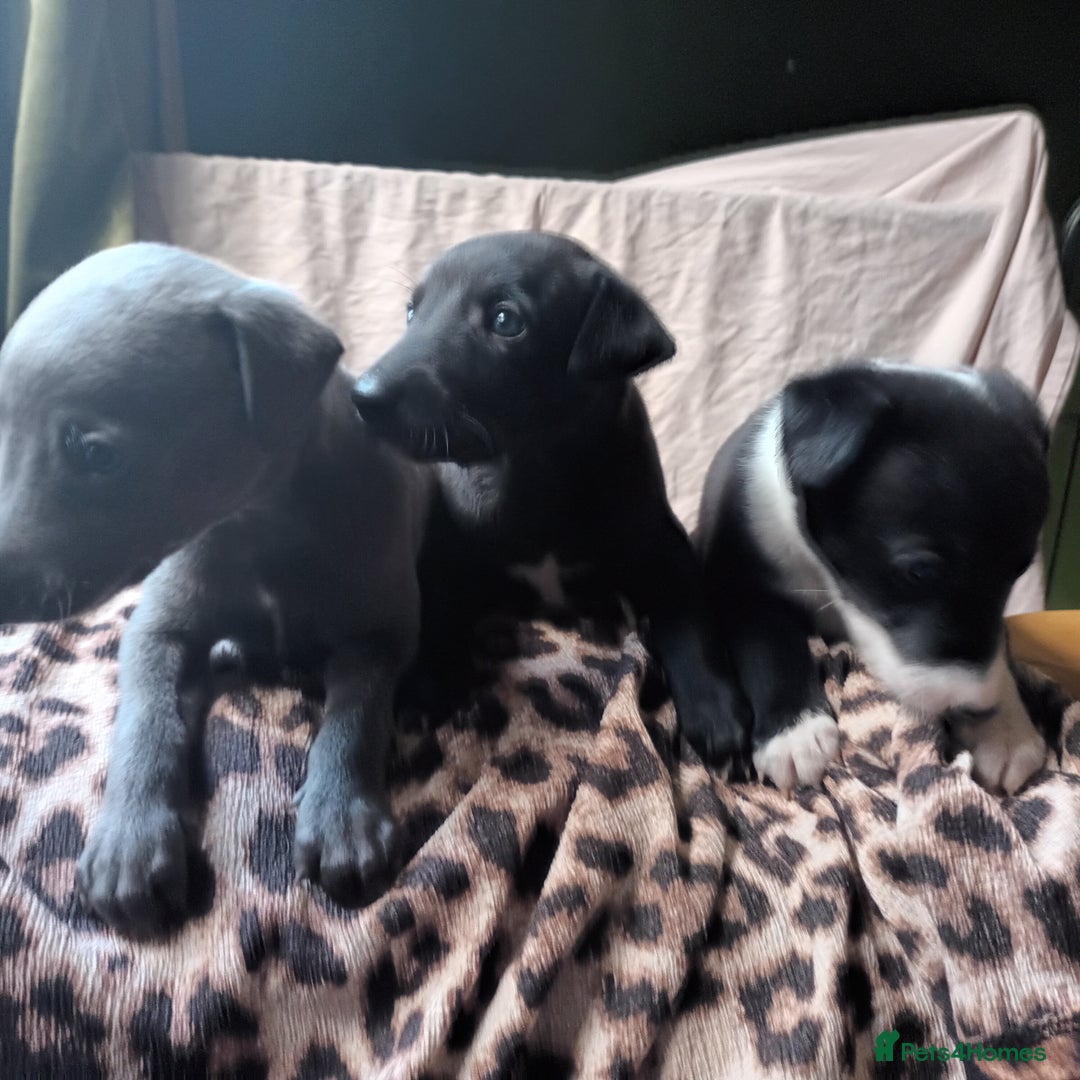 Whippet dogs for sale: 2 whippet pups left ( 1 bitch & 1 boy) - Image 9
