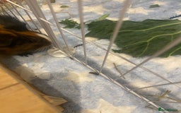Guinea Pig rodents for sale: Guinea Pigs for Sale - Image 4