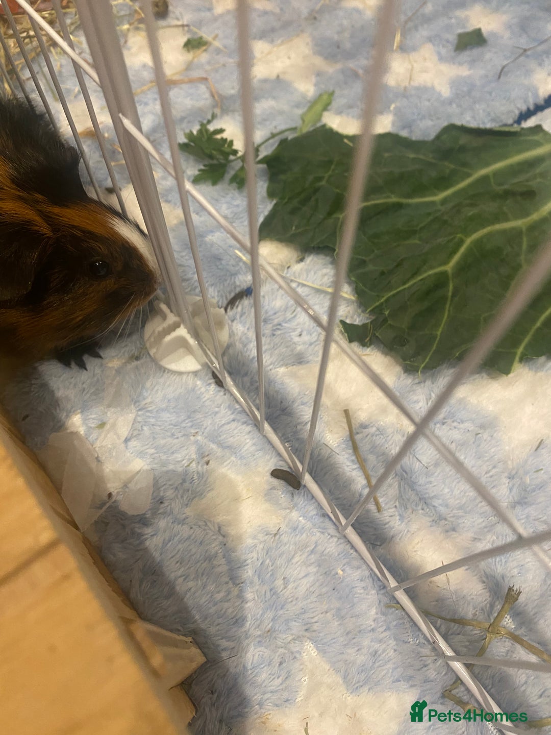 Guinea Pig rodents for sale: Guinea Pigs for Sale - Image 4
