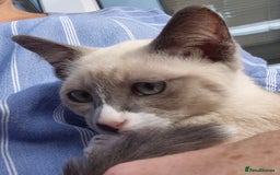 Snowshoe cats for sale: Stunning pedigree blue point Snowshoe kittens  - Image 5