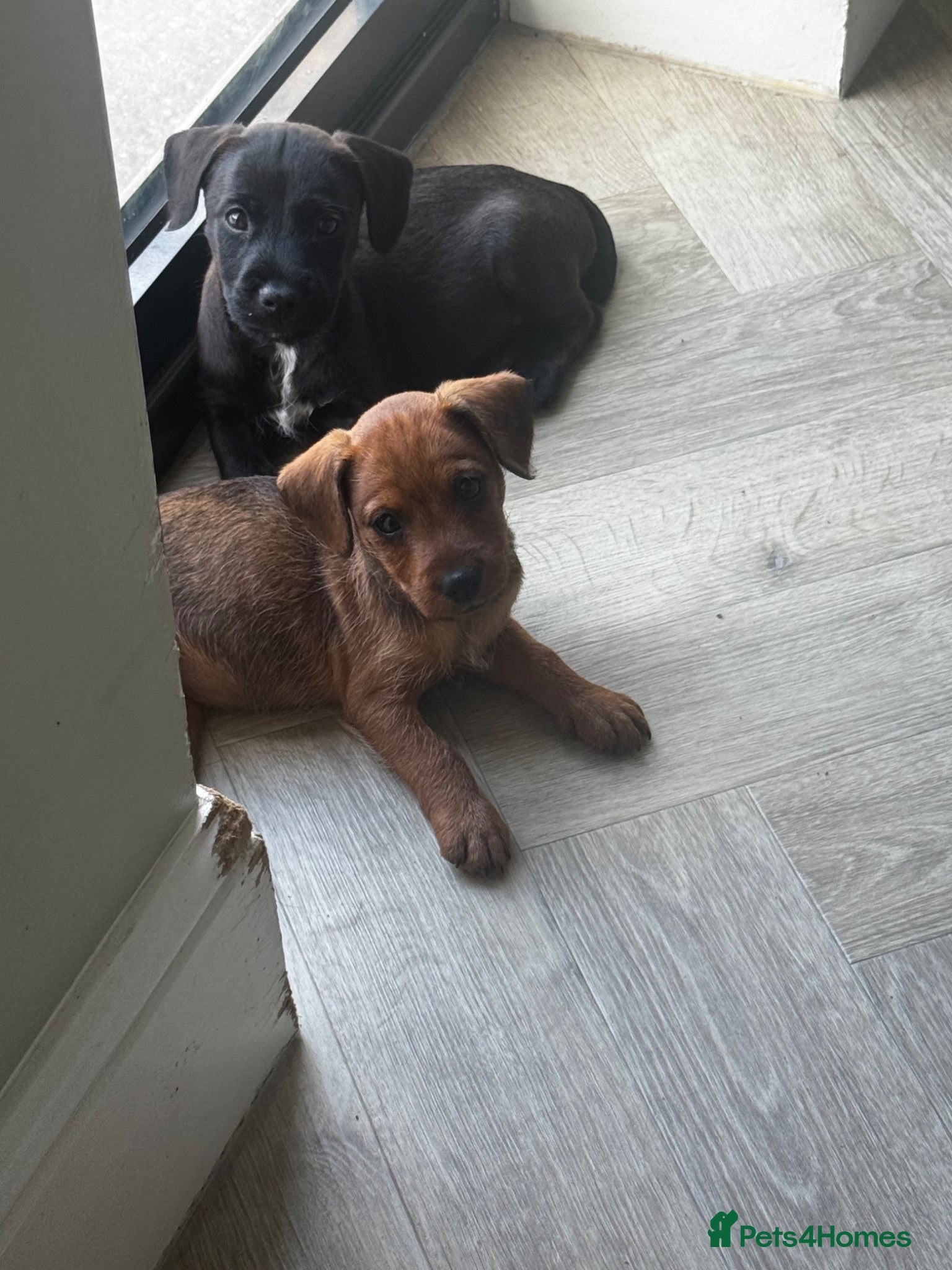 Patterdale Terrier dogs Fell terriers  - Advert 2