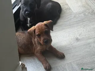 Patterdale Terrier dogs Fell terriers - Advert 2