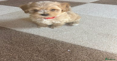 Maltipoo dogs - Advert 5