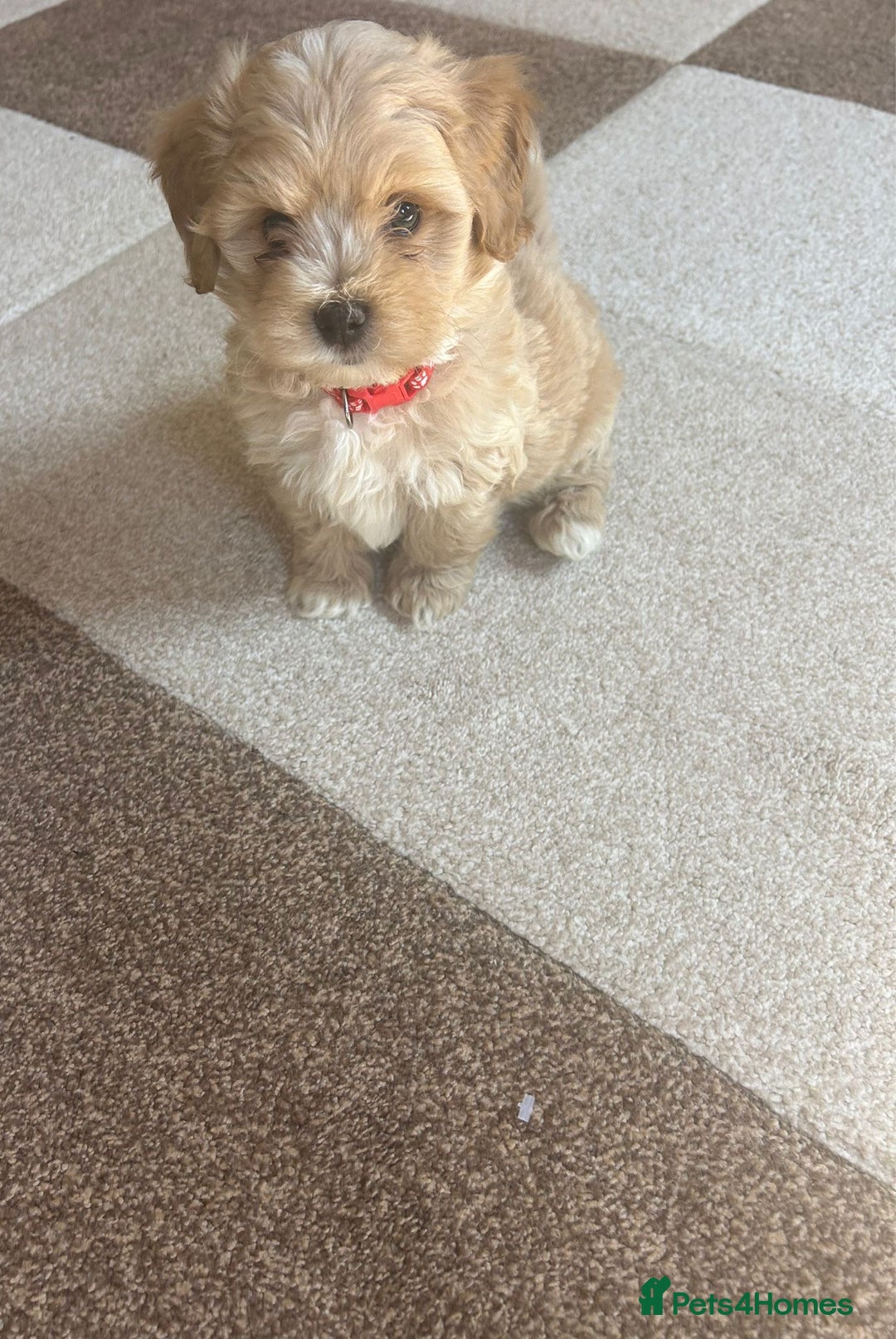 Maltipoo dogs for sale: 10-Week Maltipoo - Image 2