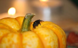 Spiders invertebrates for sale: Phidippus Ardens jumping spider, suspected female  - Image 2