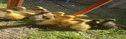 Ducks poultry for sale: Runner × Cayuga - Advert 5