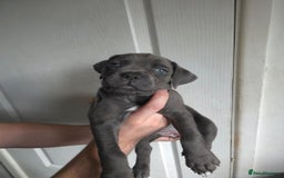 Cane Corso dogs for sale: Cane corso puppies ready to leave now - Image 30