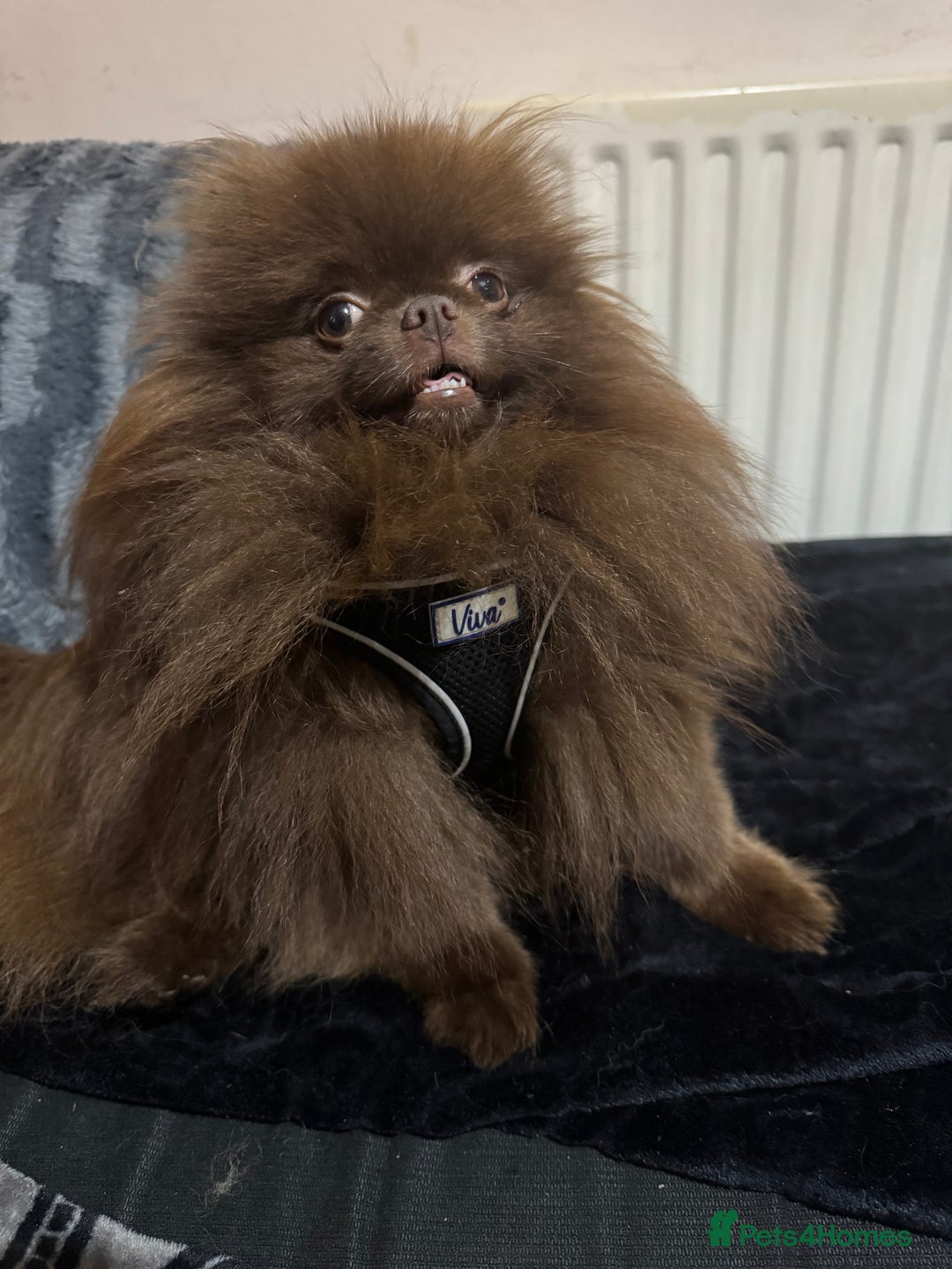 Pomeranian dogs for sale: Teddy bear amazing puppy 🥰 - Image 12