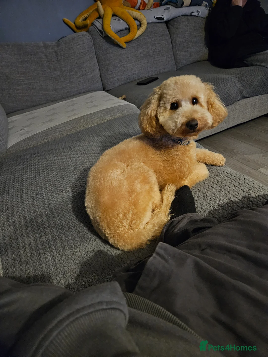 Miniature Poodle dogs for stud: Apricot Miniature Poodle for stud in South Shields - Advert 1